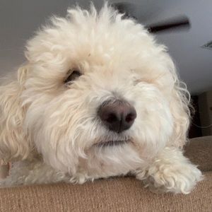 Meet your Posher, Natalie